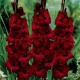 10 Gladiolen (donkerrood) (leverbaar van jan-jun)